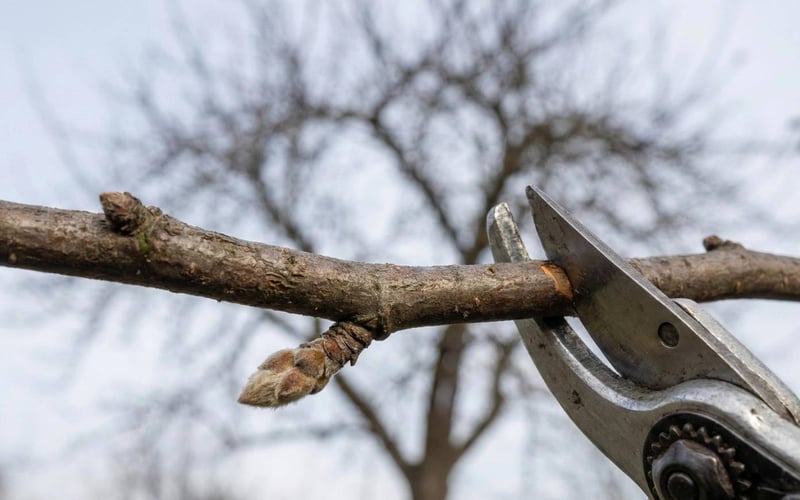Sharp secateurs cutting a dormant apple tree branch at the correct winter pruning angle