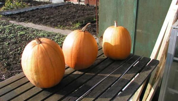 Autumn Gardening Jobs