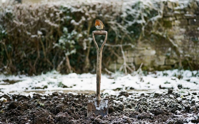A robin redbreast perched on a wooden garden spade handle in a snowy vegetable patch.