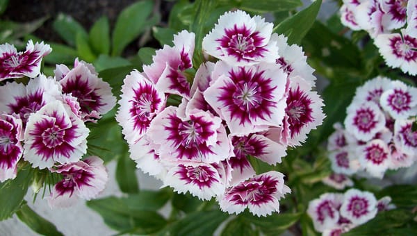 The Complete Guide to Growing Annual Flowers