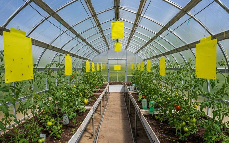 Sticky Yellow Trap Setup