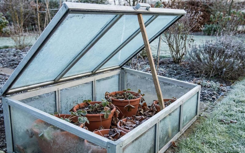 Strawberry plants in pots sitting inside a wooden cold frame with frost on the glass