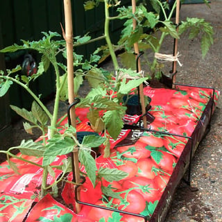 Growing Tomatoes in Grow Bags