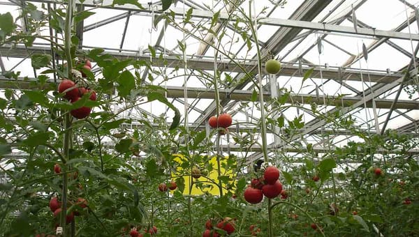 6 Essential Greenhouse Growing Tips for Beginners