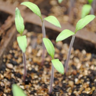 Tomato Plant seedlings