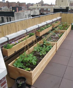 Urban City Rooftop Garden
