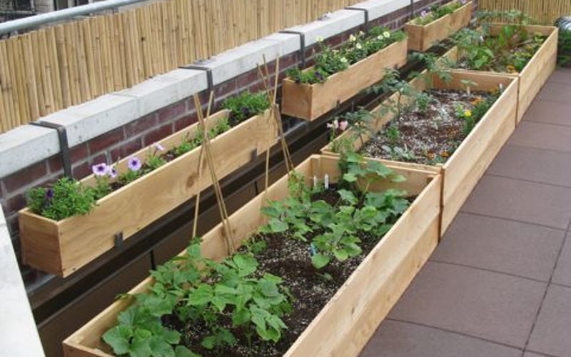 Rooftop garden growing vegetables and herbs in a UK city