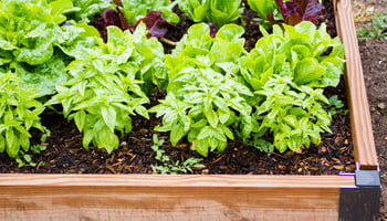 Urban Gardening Fresh Salad Leaves