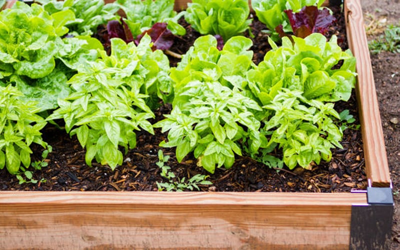 Fresh salad leaves growing in containers for urban gardening