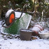 What Can I Grow In the Greenhouse In Winter?