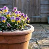 How to Grow Winter Pansies: A Beginner
