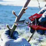 How to Winter Prune Apple and Pear Trees Complete UK Guide 2025