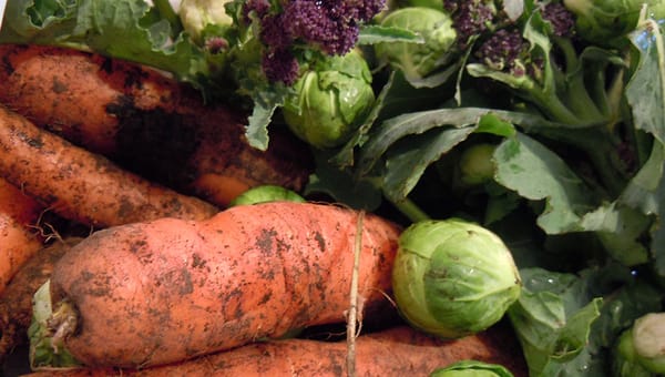 What to Grow from Seed in the Greenhouse Over Winter