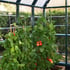 Palram Canopia Trellising Kit Tomatoes