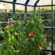 Palram Canopia Trellising Kit Tomatoes