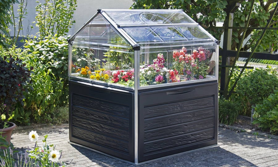 Palram Canopia Plant Inn 4x4 Raised Cold Frame with strawberries and salad inside, protected from birds and slugs