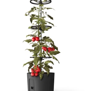 Gardenico Self Watering Tomato Climber Pot 39cm