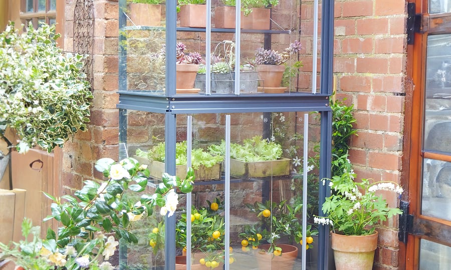 2x3 Access City Growhouse Mini Greenhouse in Anthracite Grey on a small patio with salad and herb seedlings inside